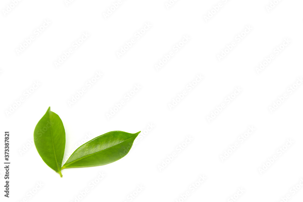 Green leaves on a white background Green leaves on a white background