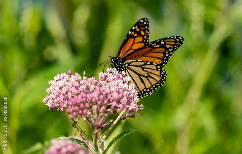 Fototapeta premium butterfly on flower