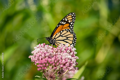 monarch butterfly on flower © Hunter