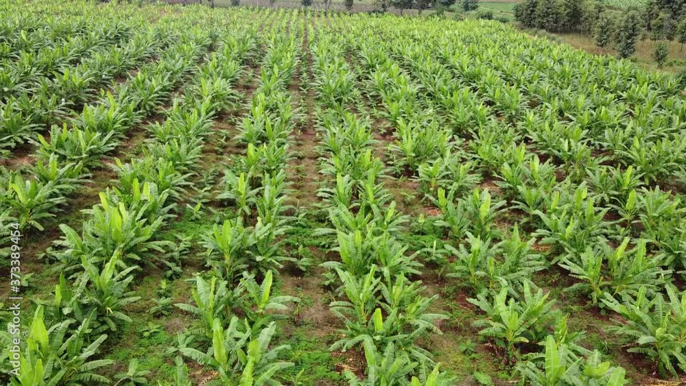 Banana plantation in the high angle, ready to fruit. Banana plantation in the high angle, ready to fruit.