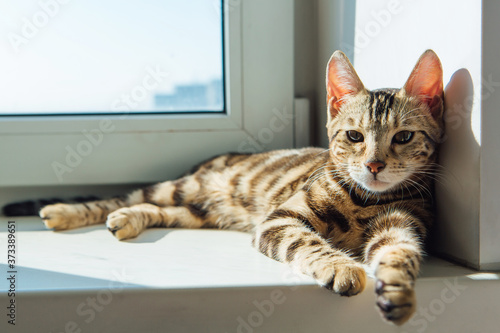 Cute golden bengal kitty cat laying windowsill and relaxing.