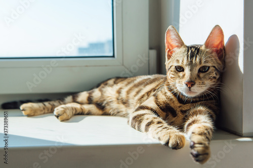 Wallpaper Mural Cute golden bengal kitty cat laying windowsill and relaxing. Torontodigital.ca