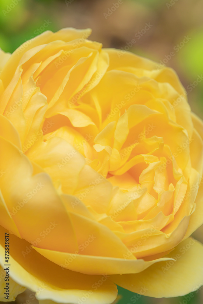 薔薇園のバラ 薔薇園のバラ