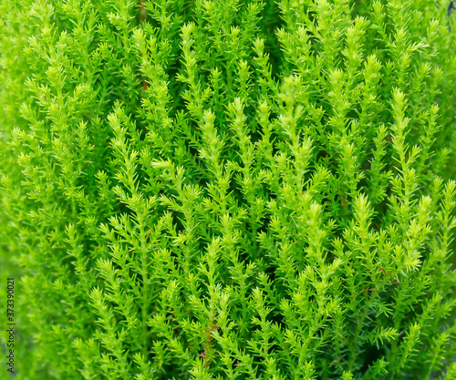 Covered green broom dish，Kochia scoparia (linn.) Schrad