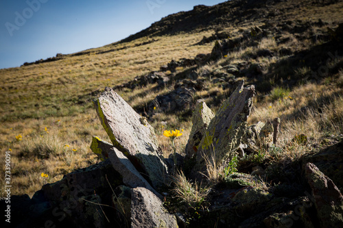 Flower outta rock photo