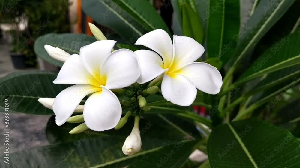 white frangipani flowers white frangipani flowers