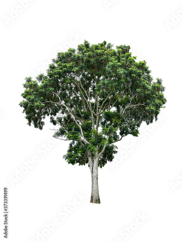 Isolated tree with clipping path on white background   die-cut green leaf tree for garden decoration and environment conservation