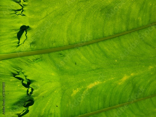 green leaf in the rain