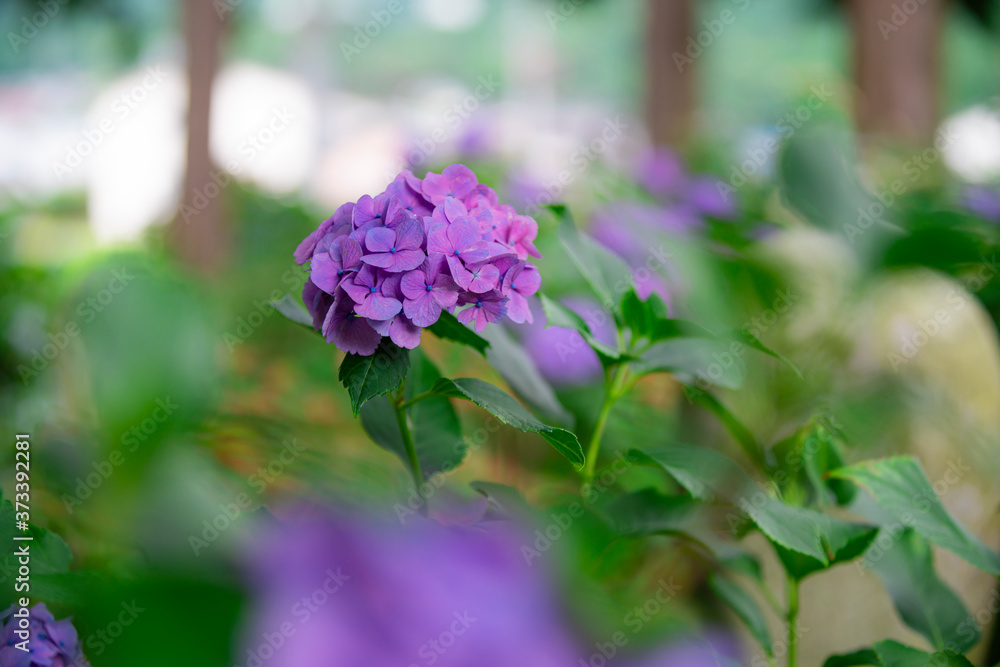 長野県伊那市　紫陽花寺のあじさい