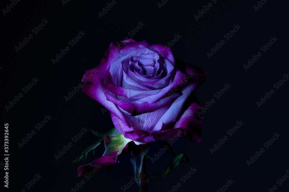 Colorful rose with black background photographed in Boulder, Colorado Colorful rose with black background photographed in Boulder, Colorado