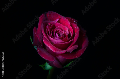 Colorful rose with black background photographed in Boulder, Colorado