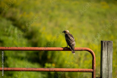 Fmale Merlin scouting for prey in the field from a gate perch
