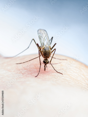 Dangerous Malaria Infected Mosquito Bite, Encephalitis, Yellow Fever, Dengue, Mayaro Disease, Zika, EEEV or EEE Virus Infectious Culex Parasite