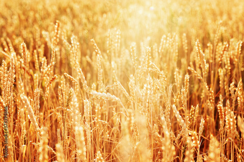 Sunlight over field of ripe golden wheat. Autumn harvest time.