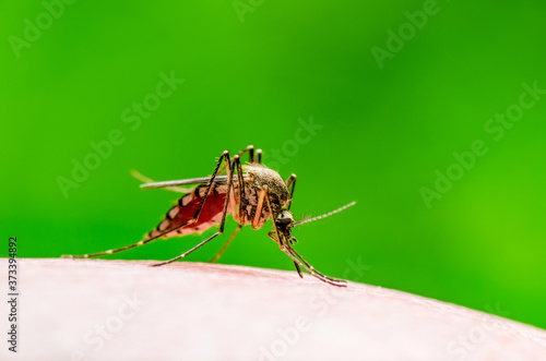 Dangerous Zika Infected Mosquito Bite on Green Background. Leish