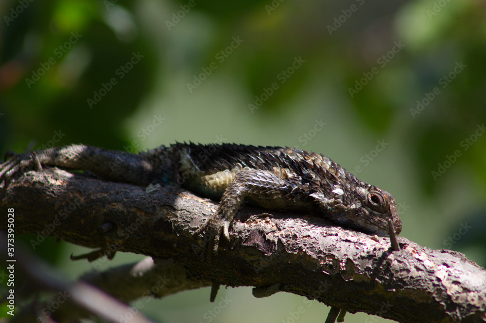 Gekko posado sobre una rama tomando el sol Gekko posado sobre una rama tomando el sol
