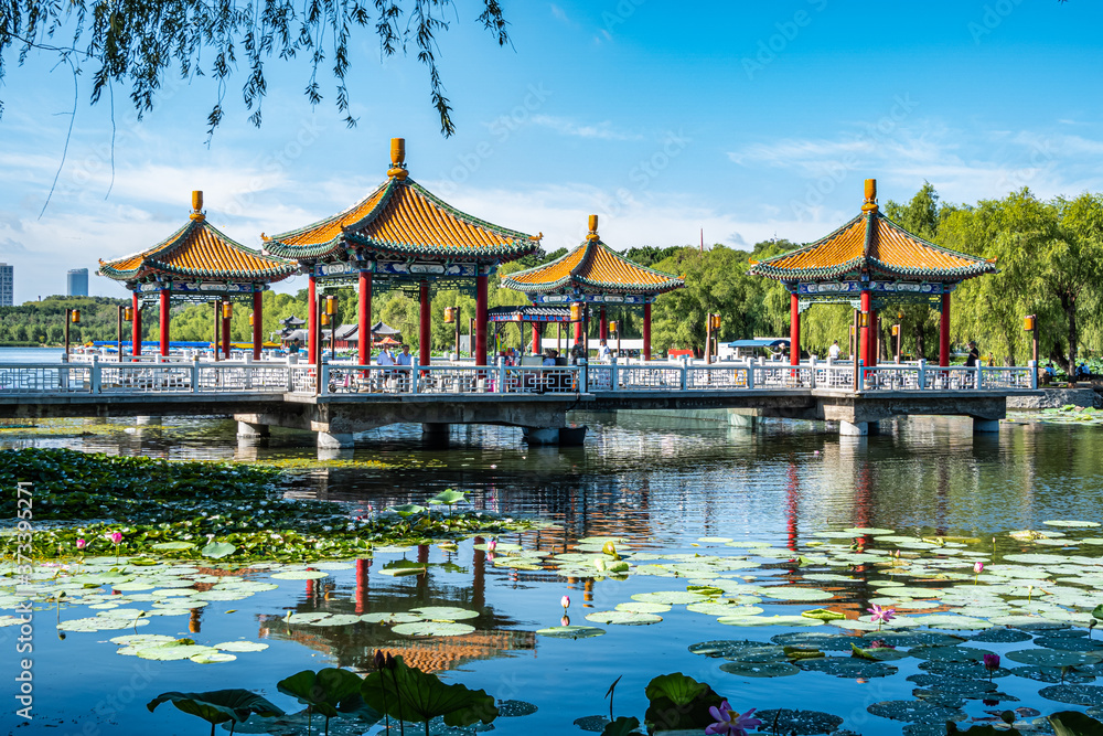 Fototapeta premium Lotus blooming in the water in Nanhu Park, Changchun, China