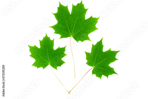 Green maple leaf isolated on white background