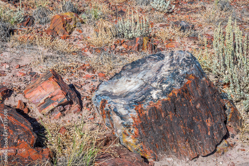 Petrified log in Petrified Forest National Park, Arizona