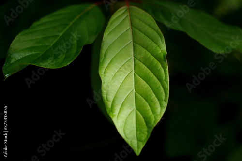 Leaf of mitragyna speciosa korth (kratom) in the farm on the dark background photo