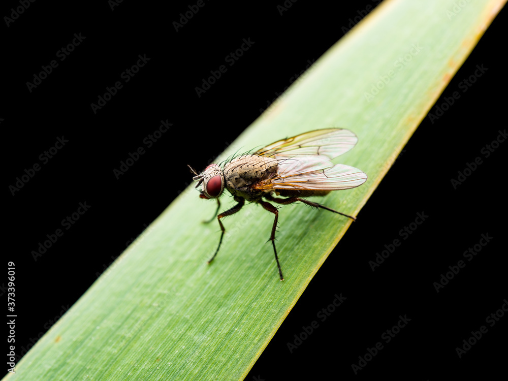 Fototapeta premium Exotic Drosophila Fly Diptera Parasite Insect Sitting on Green Grass Isolated on Black Background