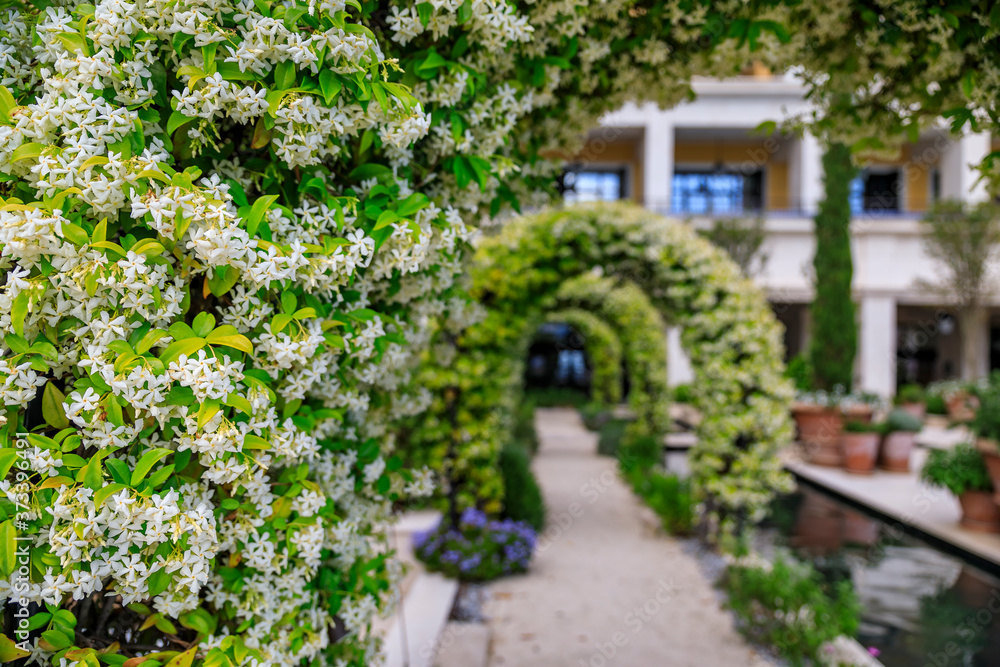Scenic view of the decorative jasmin arches in bloom in a modern residential courtyard in the summer with a blurred background in Tivat, Montenegro Scenic view of the decorative jasmin arches in bloom in a modern residential courtyard in the summer with a blurred background in Tivat, Montenegro