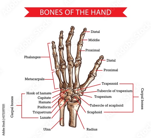 Hand and wrist bones vector sketch of human anatomy and medicine design. Hand drawn arm of skeleton with radius, ulna, finger phalanges and palm metacarpals, trapezoid, scaphoid and carpal bones photo