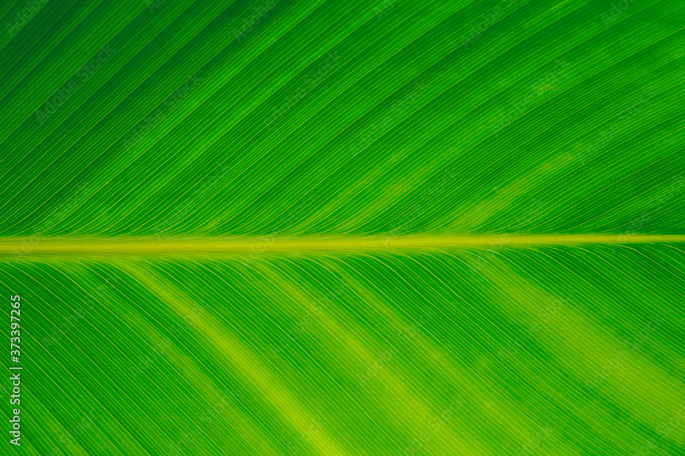 Nature green banana leaf texture for background image