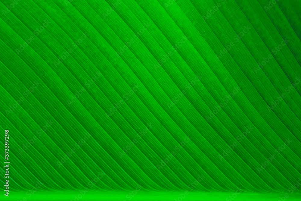 Nature green banana leaf texture for background image