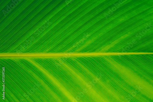 Obraz na płótnie Nature green banana leaf texture for background image w salonie