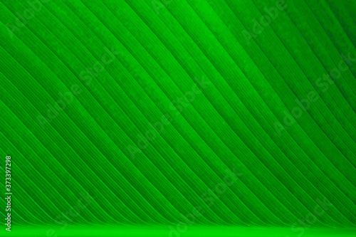 Nature green banana leaf texture for background image