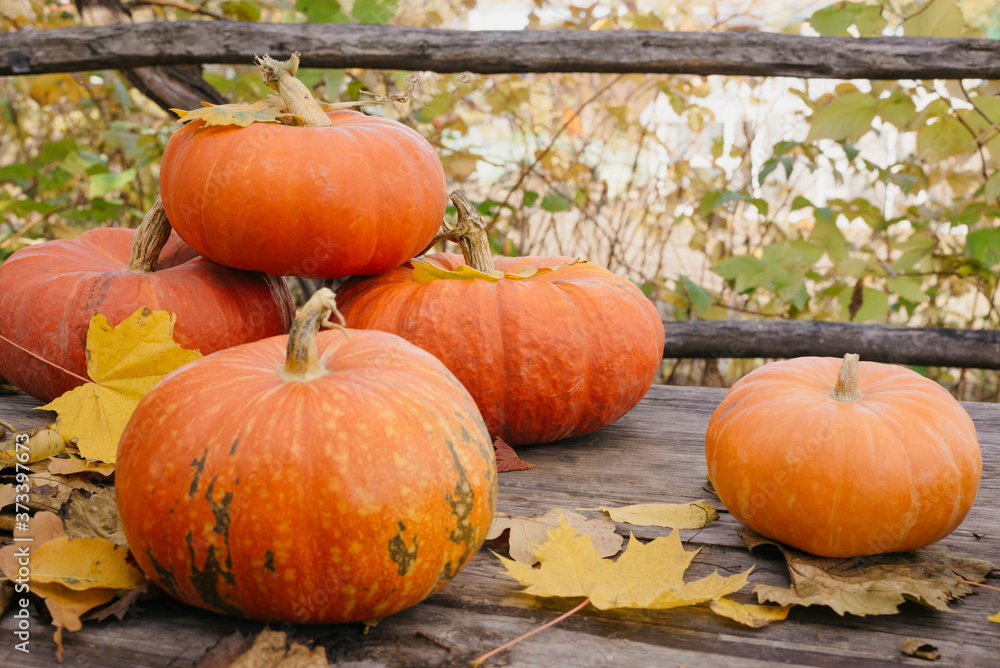 Happy Halloween, Thanksgiving. Pumpkin fruit with maple leaves on a wooden table, collecting the autumn harvest. Concept of tradition. Happy Halloween, Thanksgiving. Pumpkin fruit with maple leaves on a wooden table, collecting the autumn harvest. Concept of tradition.