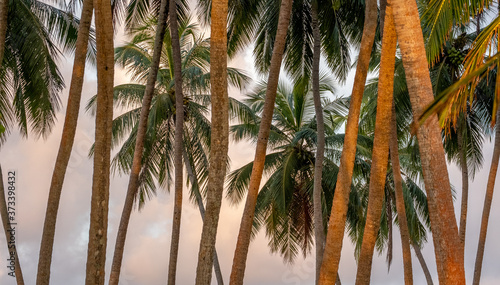 A forest of coconut palm trees in the golden light of the evening in Sri Lanka