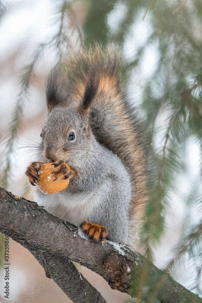 The squirrel with nut sits on a fir branches in the winter or autumn. The squirrel with nut sits on a fir branches in the winter or autumn.