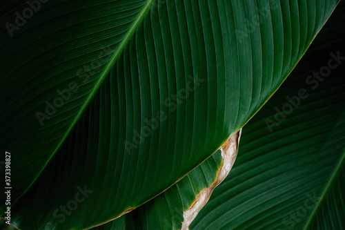 closeup nature view of banana leaf texture, dark wallpaper concept, nature background, tropical leaf