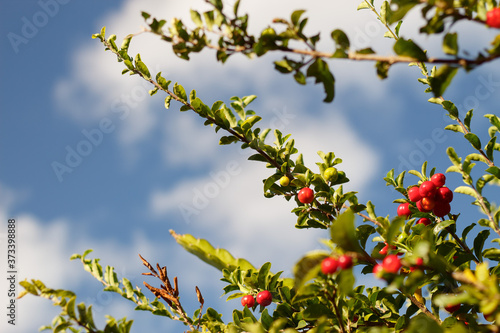 Twigs with acerola fruits