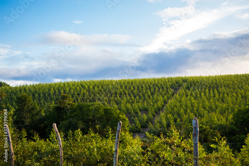 Rural landscape of eucalyptus plantation