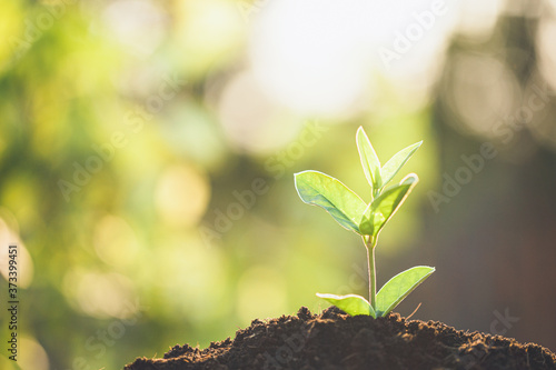 New life concept. Young plant in the morning light on defocused nature background © natrot