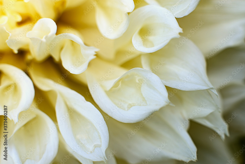 Dahlia. white large summer flower in the garden. gardening Dahlia. white large summer flower in the garden. gardening