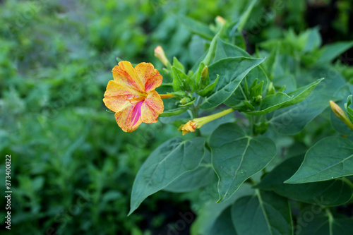 Flower Marvel of Peru, False Jalap, Mirabilis jalapa, don Diego de noche. Yellow and red flower with green leaves perfumed at sunset. photo