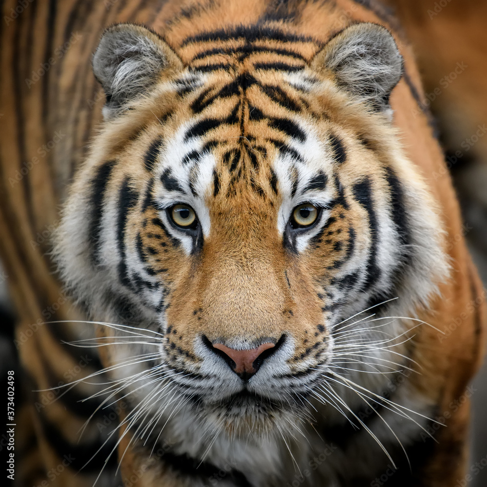 Close-up detail portrait of big Siberian or Amur tiger Close-up detail portrait of big Siberian or Amur tiger