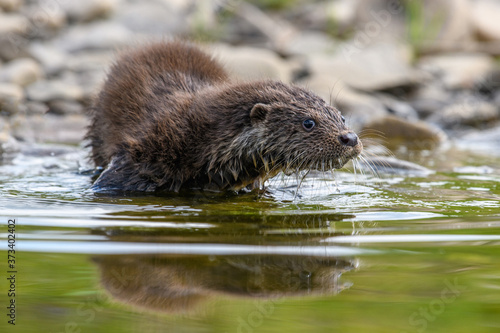 Lutra in nature habitat. Portrait of water predator