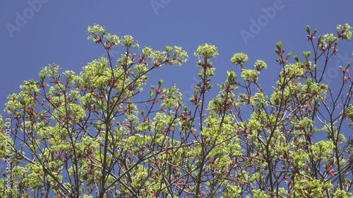 Spring. a tree with green leaves and white flowers against a blue sky