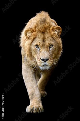 Close up detail portrait of big male lion on black background
