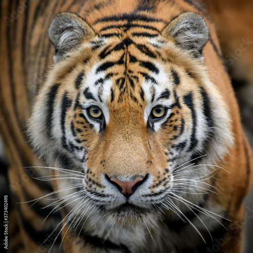 Close-up detail portrait of big Siberian or Amur tiger