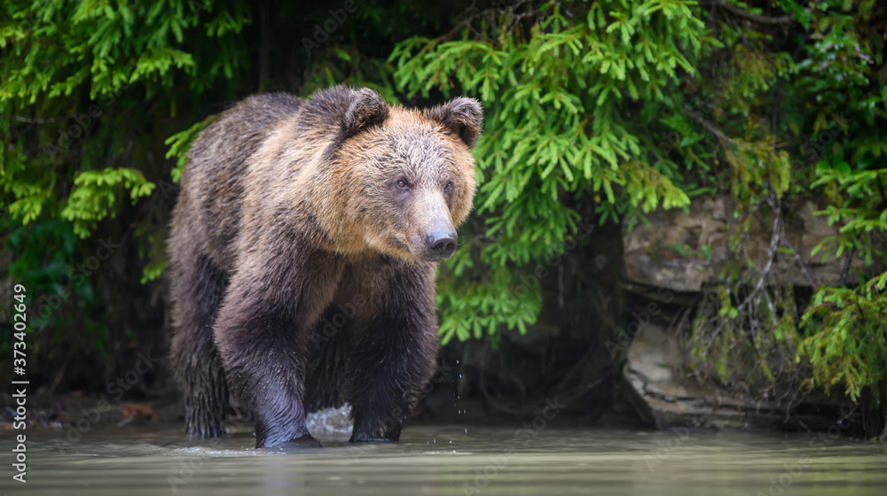 Obraz premium Wild adult Brown Bear ( Ursus Arctos ) in the water