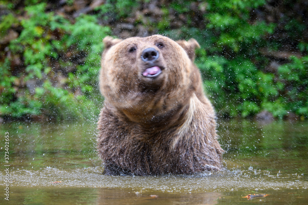 Obraz premium Wild adult Brown Bear ( Ursus Arctos ) in the water