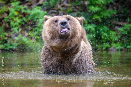 Wild adult Brown Bear ( Ursus Arctos ) in the water