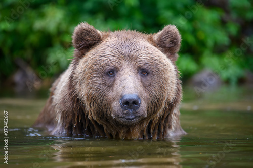 Wild adult Brown Bear ( Ursus Arctos ) in the water