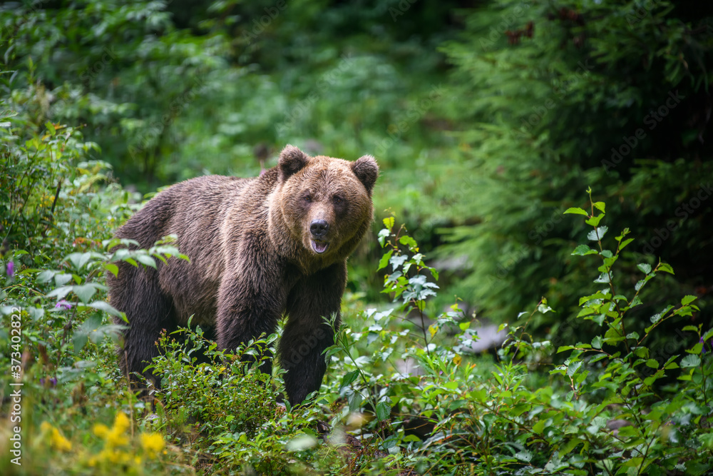 Wild adult Brown Bear ( Ursus Arctos ) in the summer forest